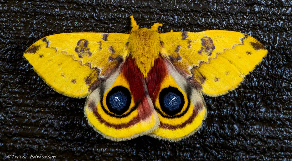 Io moth ఫోటో
