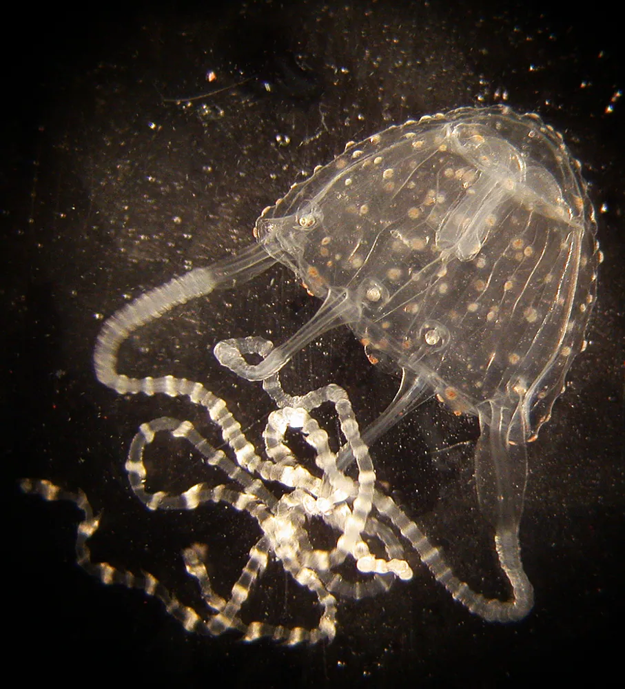 د Irukandji jellyfish عکس