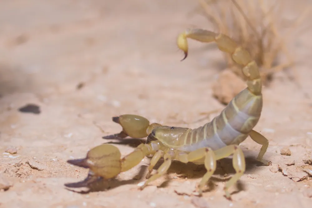 عکس Israeli gold scorpion