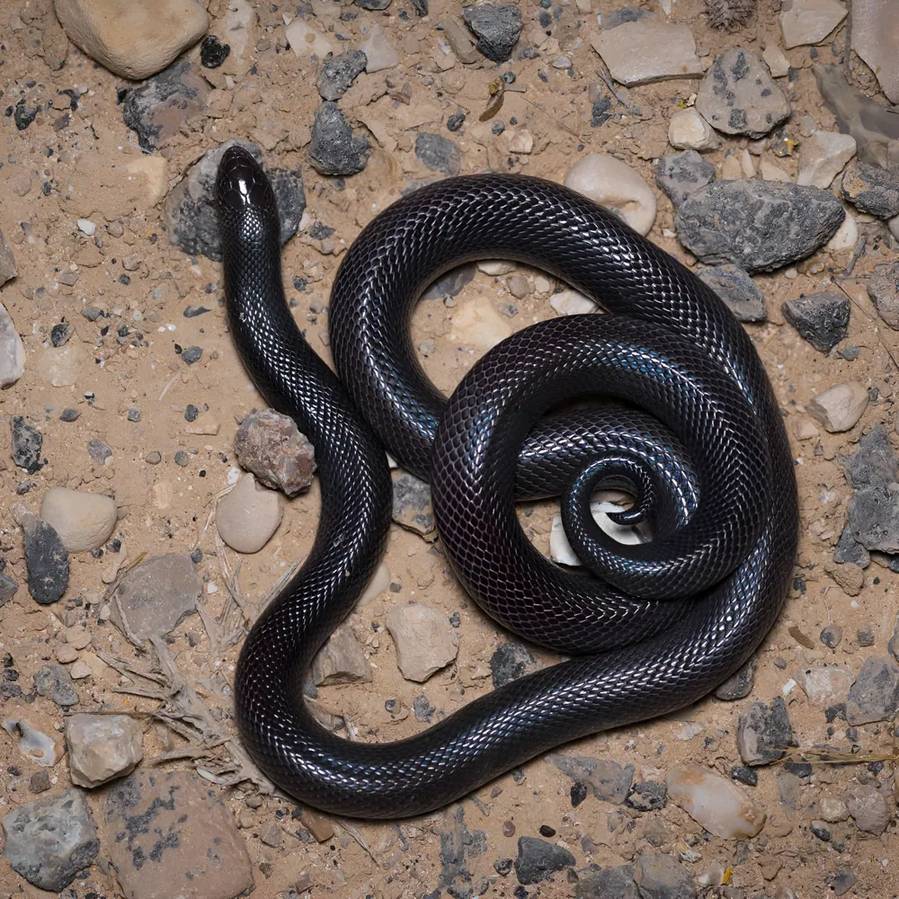 عکس Israeli mole viper