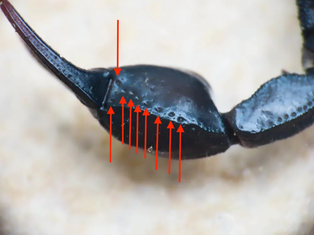 د Italian scorpion عکس