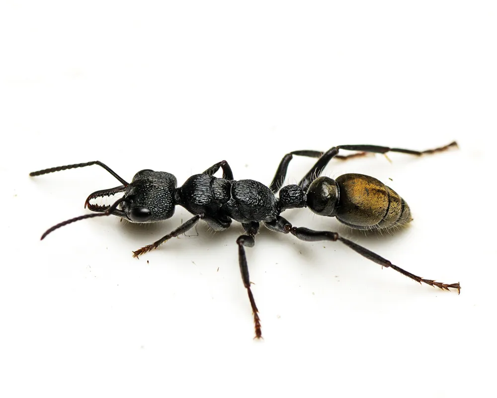 Fotka: Jack jumper ant