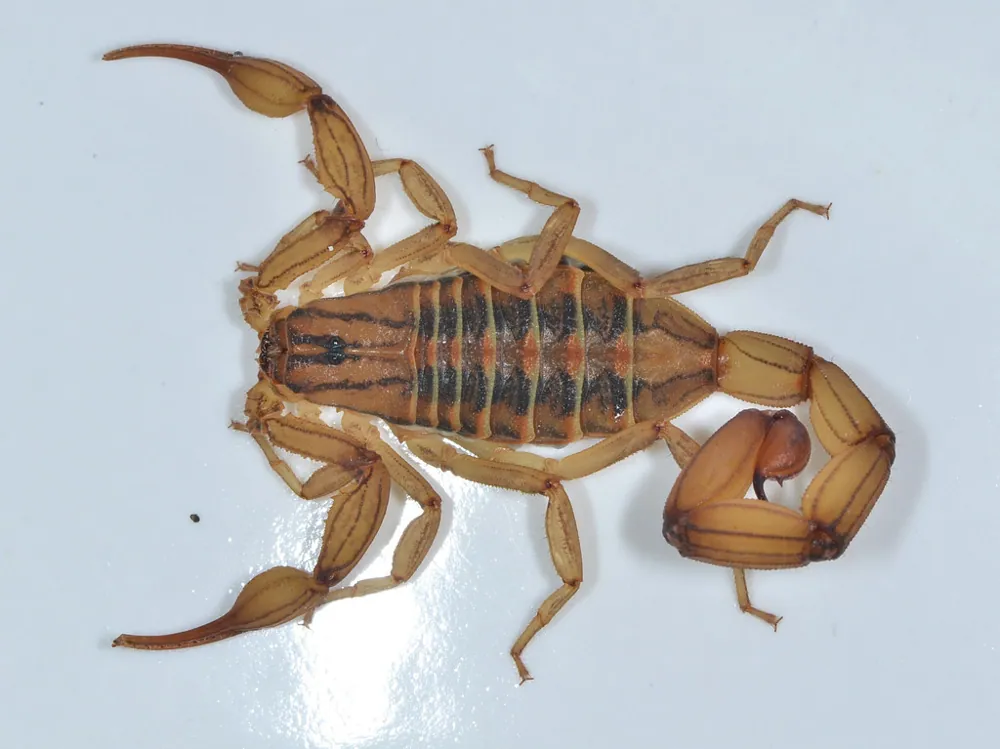 عکس Jalisco bark scorpion