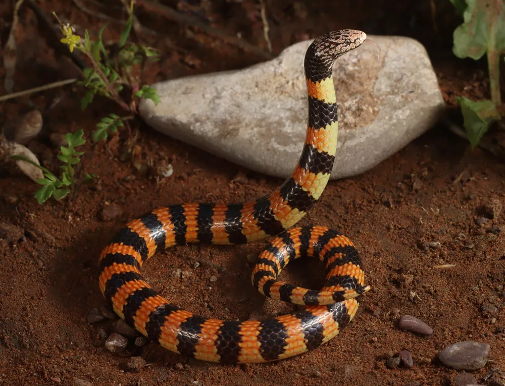 د Jan's banded snake عکس