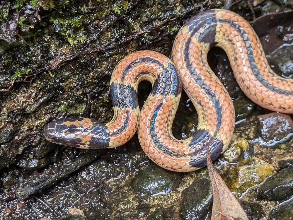 Foto de Japanese coral snake