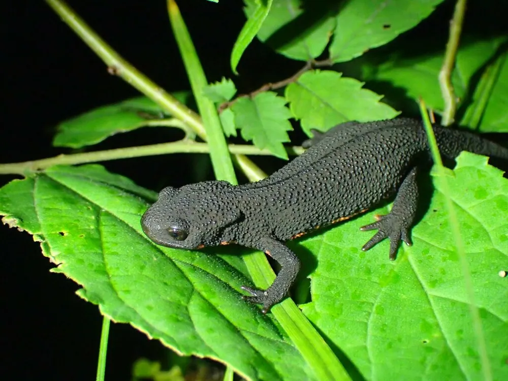 Fotka: Japanese fire-bellied newt