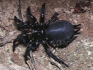 د Japanese funnel-web spider عکس