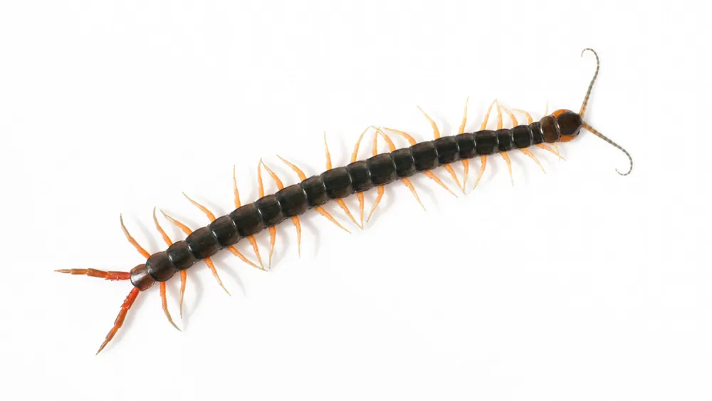 عکس Japanese giant centipede