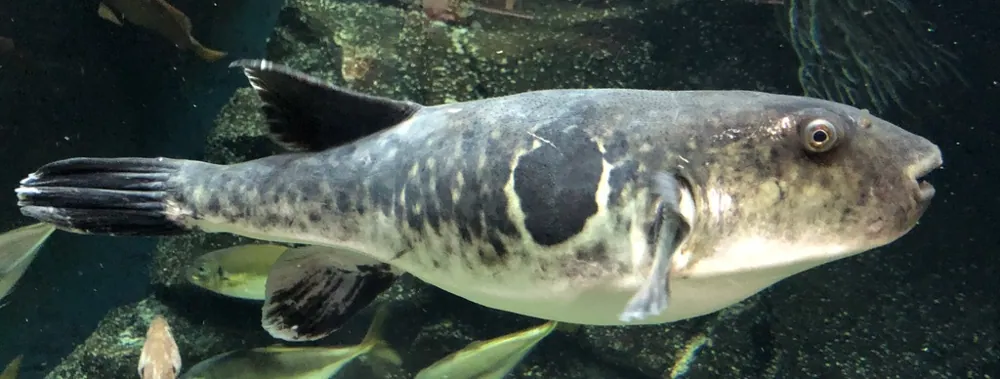 عکس Japanese pufferfish