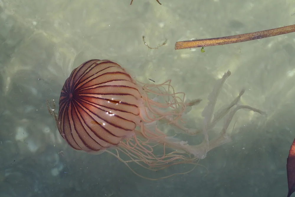 عکس Japanese sea nettle