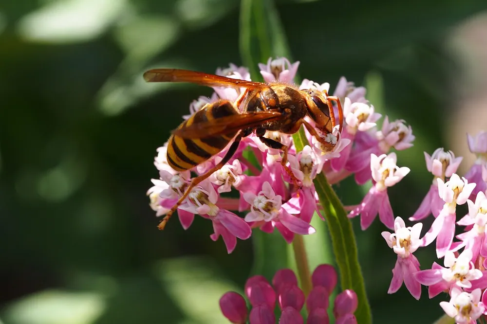 Foto de Japanese yellow hornet