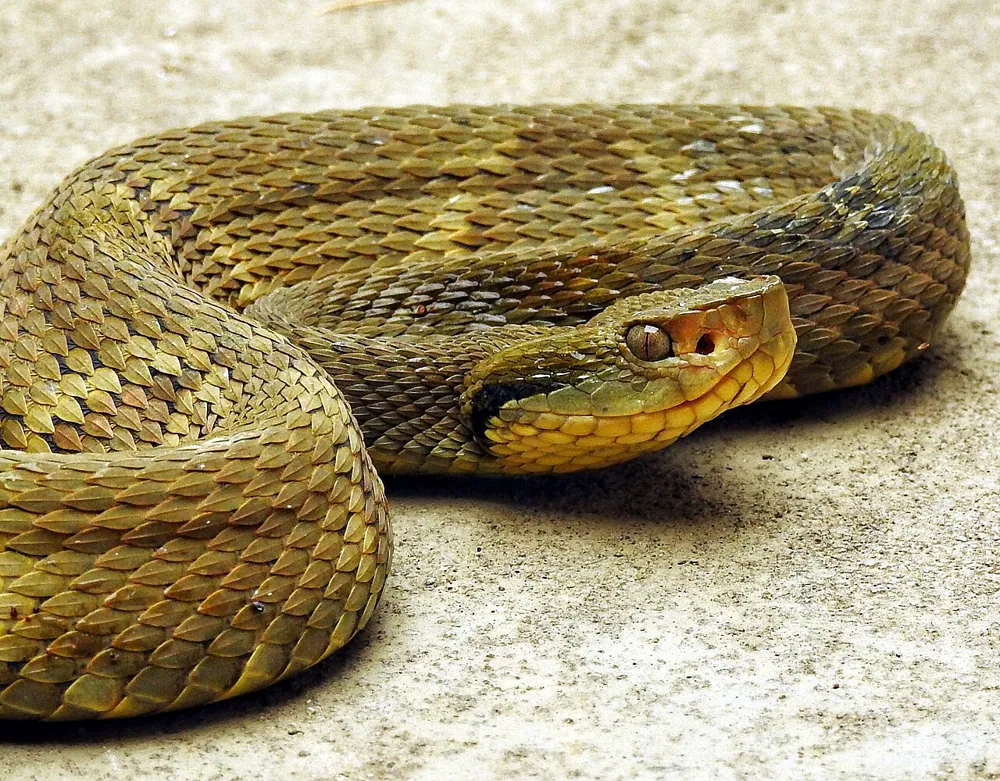 Jararaca کی تصویر