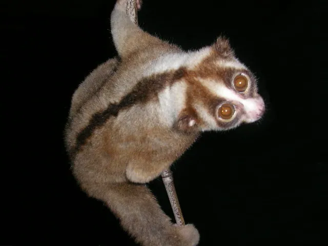 عکس Javan slow loris
