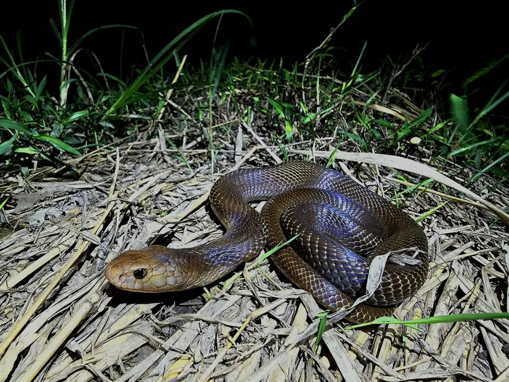 عکس Javan spitting cobra