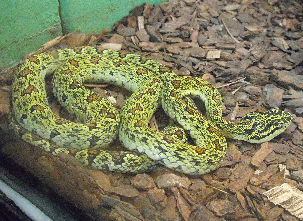 ภาพของJerdon's pit viper