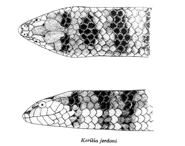 ภาพของJerdon's sea snake