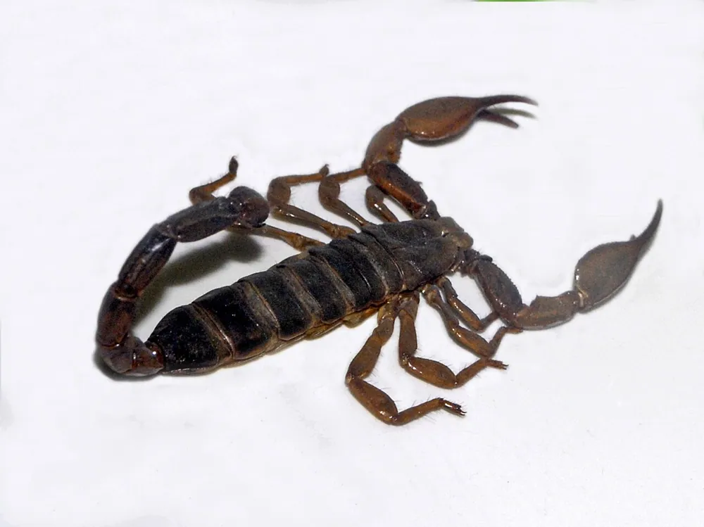 د Jericho black scorpion عکس