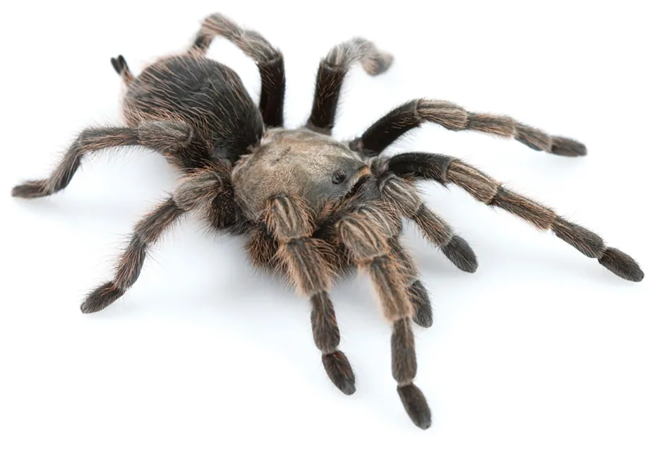 عکس Johnny Cash tarantula