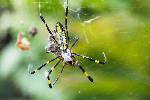 ภาพของJoro spider