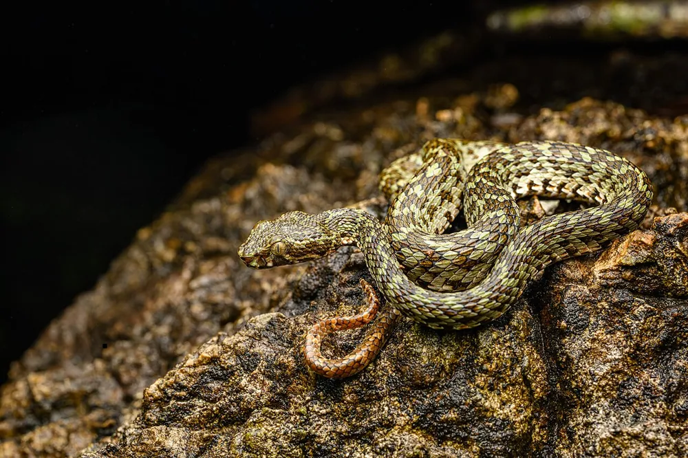 د Kanburi pit viper عکس