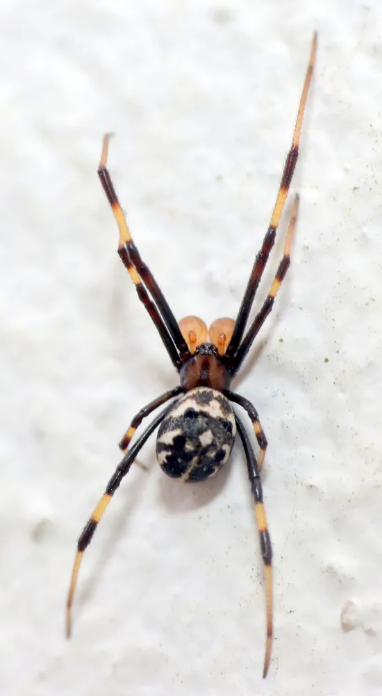 Karoo button spider-இன் புகைப்படம்