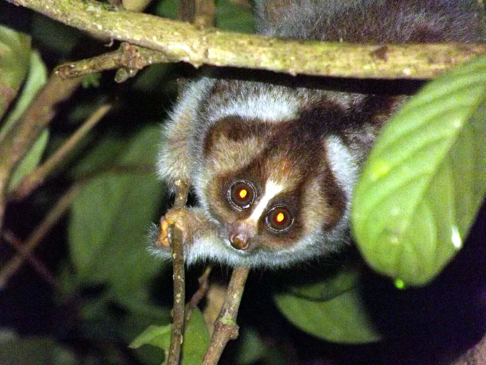 عکس Kayan River slow loris