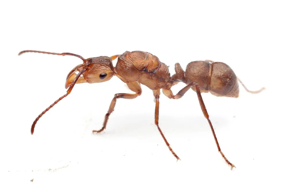 ภาพของKelep ant