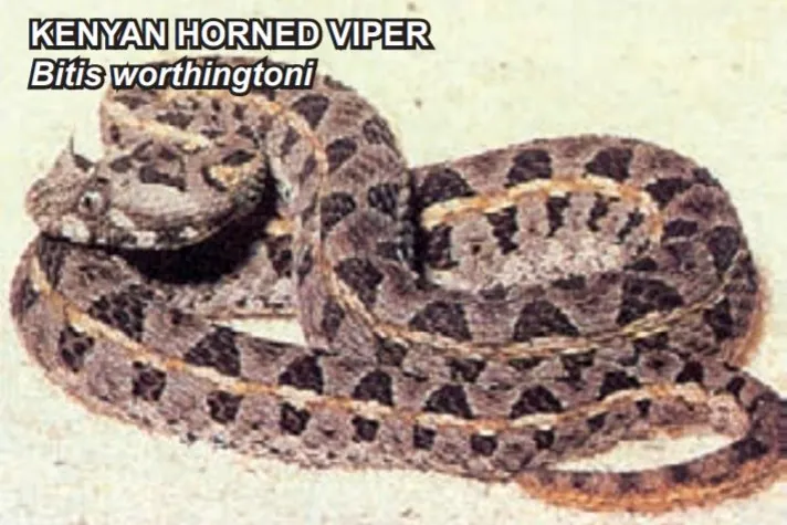 Foto di Kenya horned viper