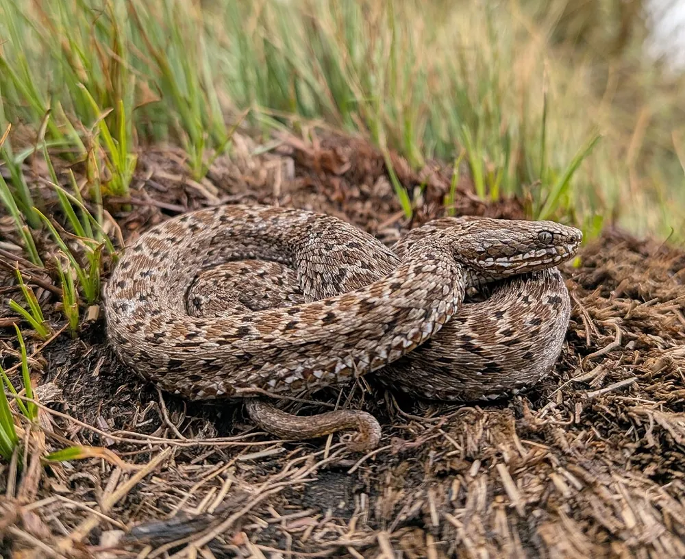 د Kenya montane viper عکس