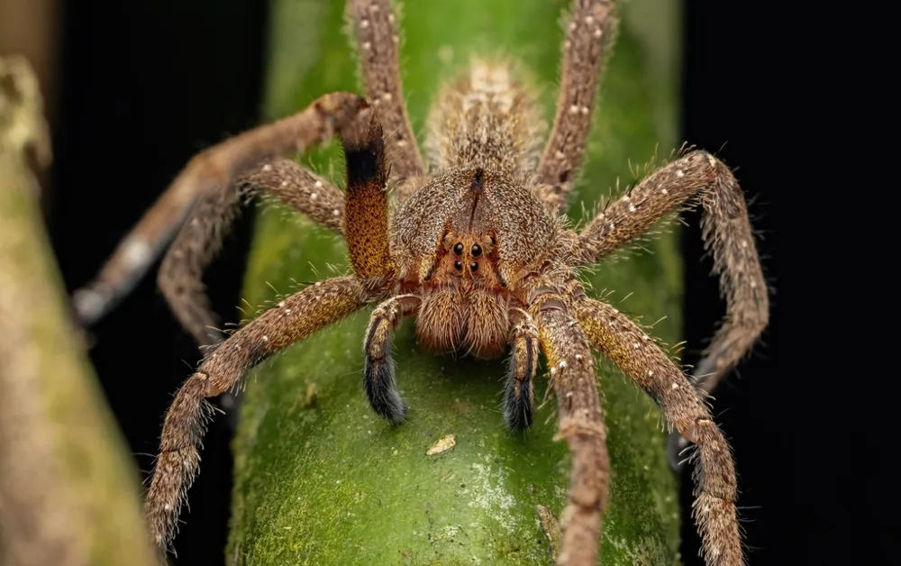 Foto de Keyserling's wandering spider