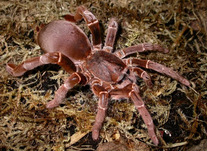 د King baboon spider عکس