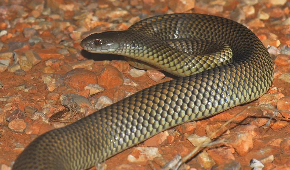 ภาพของKing brown snake