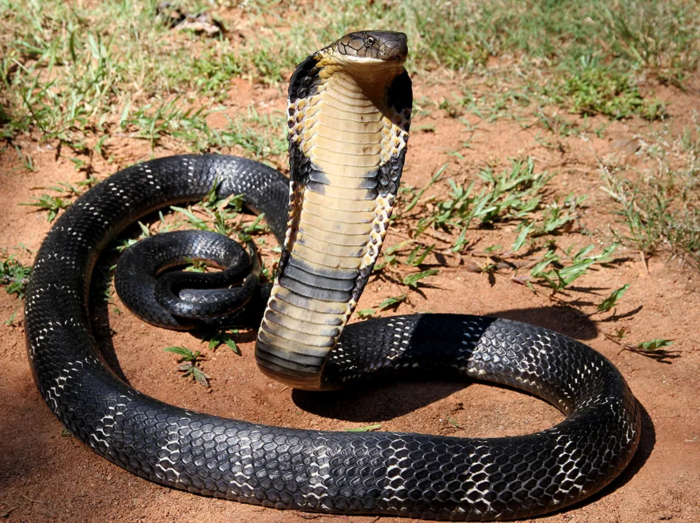 Photo of King cobra