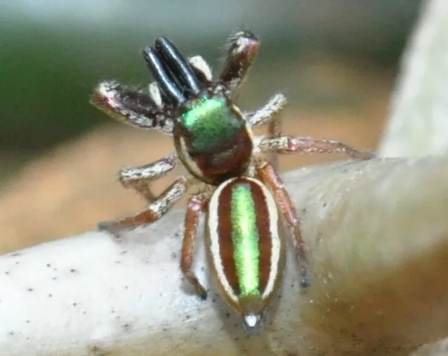 Foto de Kipling's jumping spider