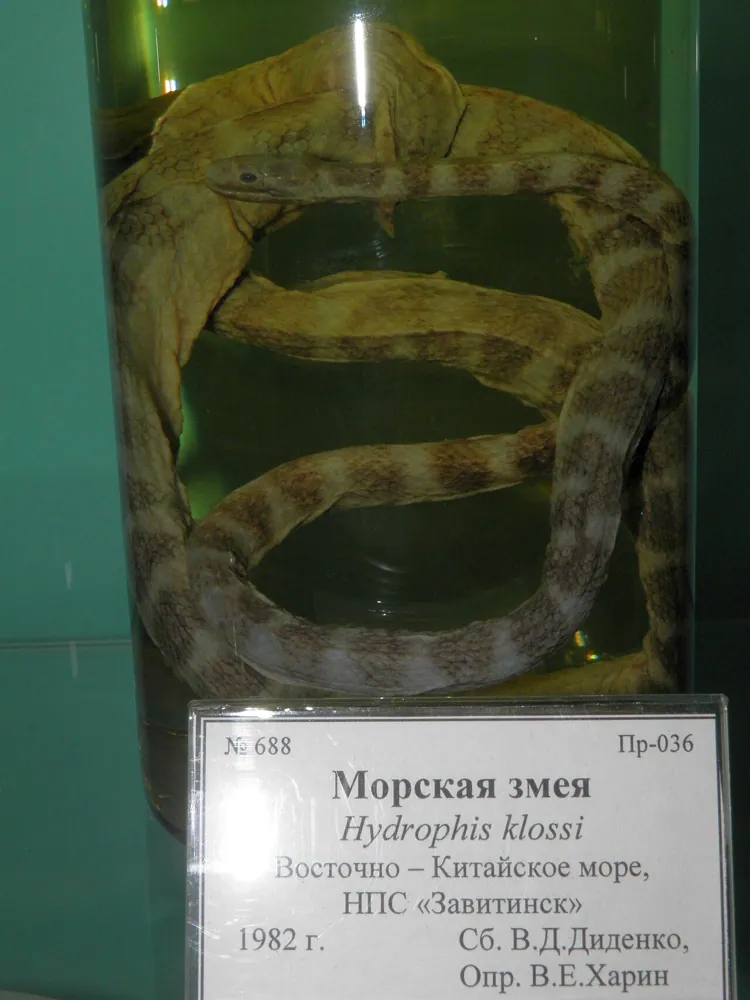 عکس Kloss's sea snake