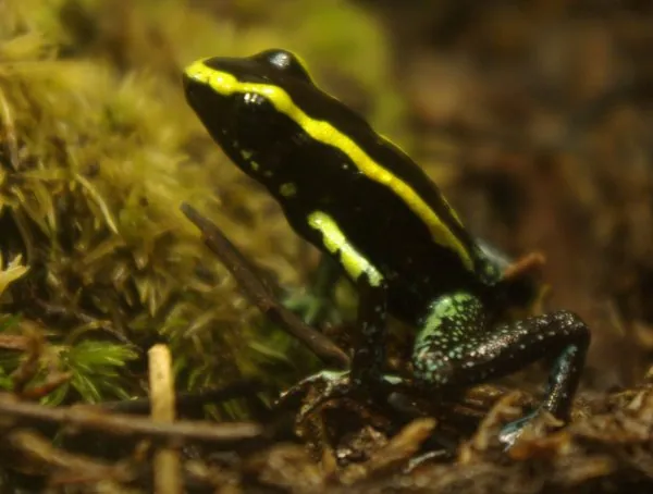 عکس Kokoe poison frog