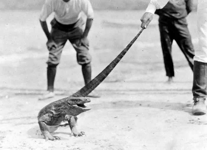 صورة Komodo dragon