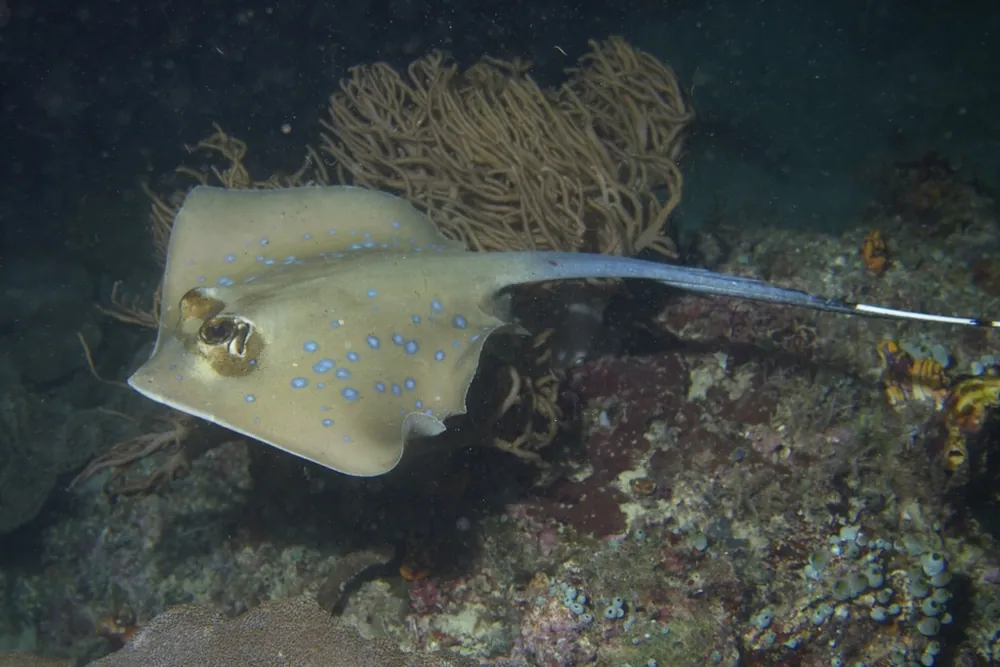 ภาพของKuhl's maskray