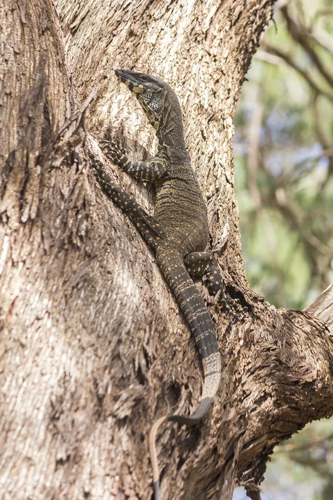 Lace monitor-இன் புகைப்படம்