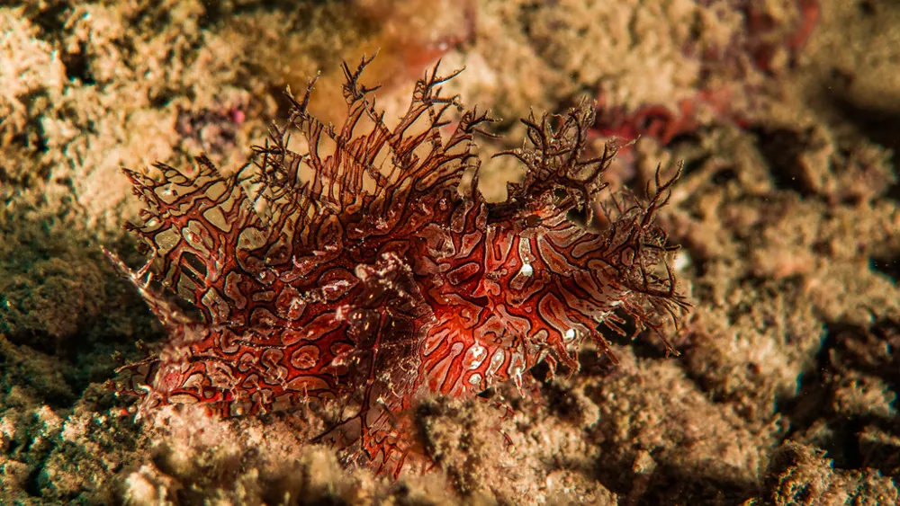 Foto de Lacy scorpionfish