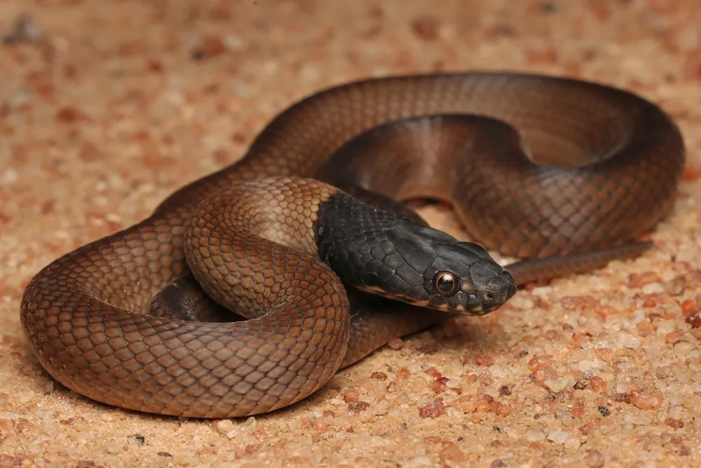 عکس Lake Cronin snake