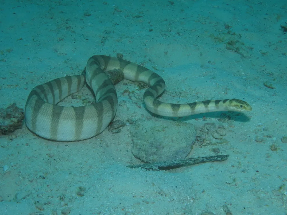 د Lambert's sea snake عکس