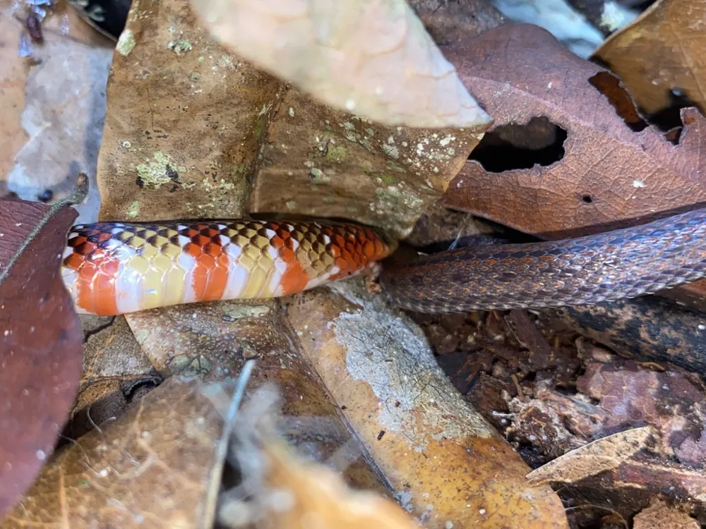 د Langsdorff's coral snake عکس