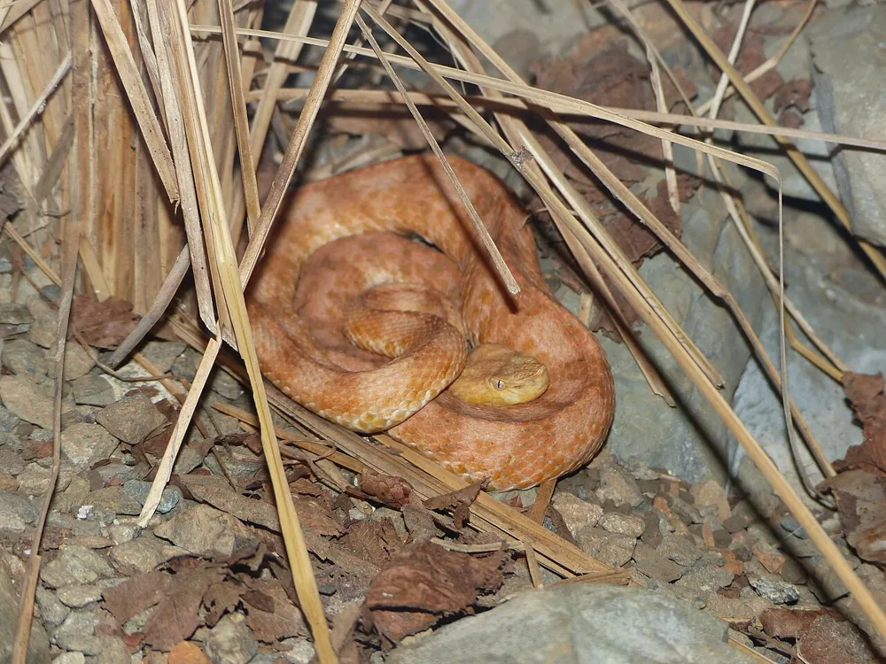 د Lansberg's hognosed pitviper عکس