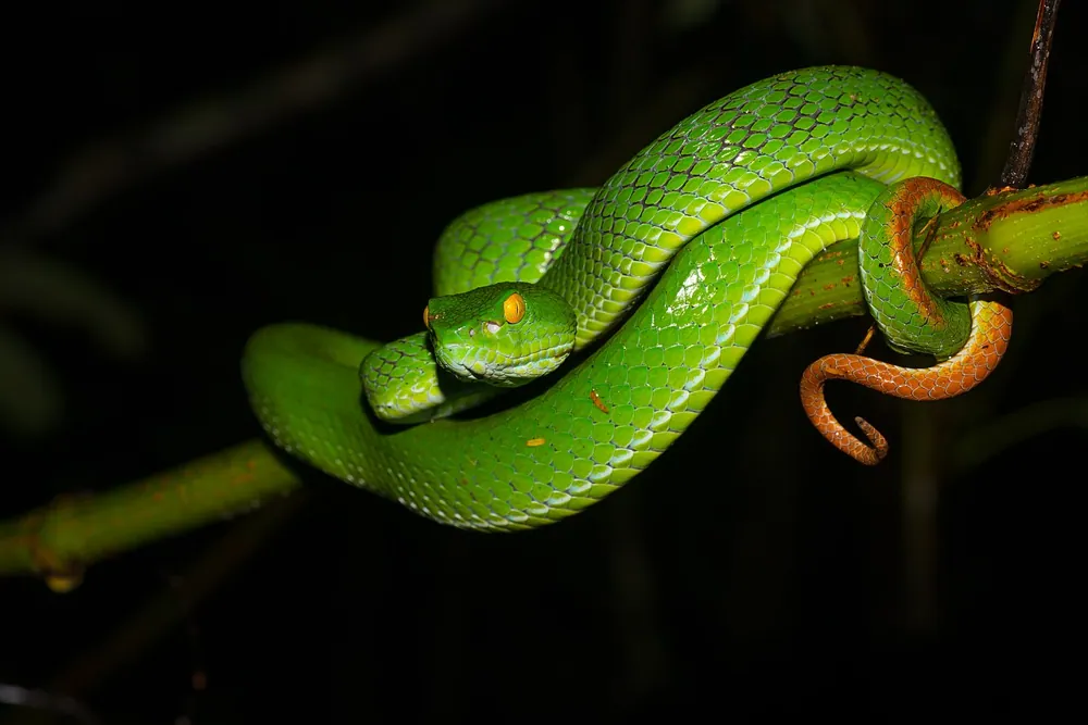 عکس Large-eyed pit viper