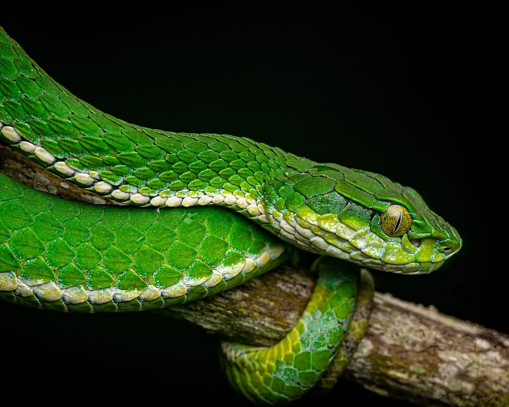 عکس Large-scaled pit viper
