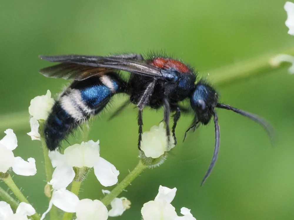 د Large velvet ant عکس