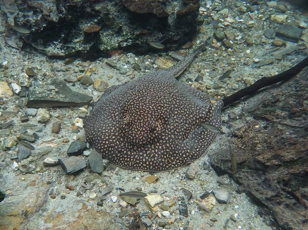 عکس Largespot river stingray