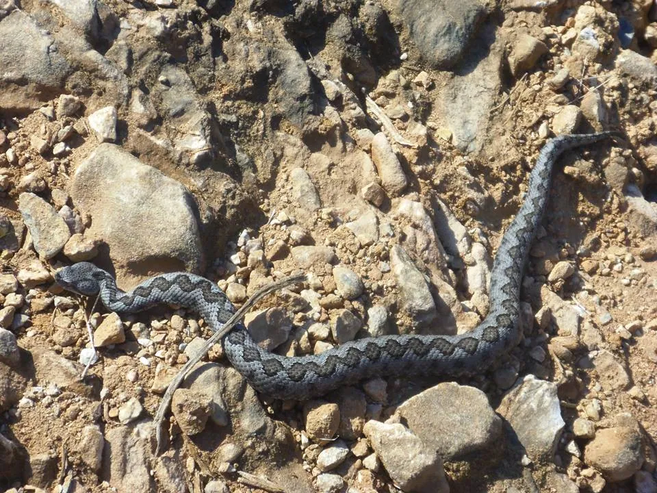 Foto de Lataste's viper