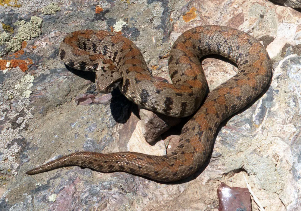 عکس Latifi's viper